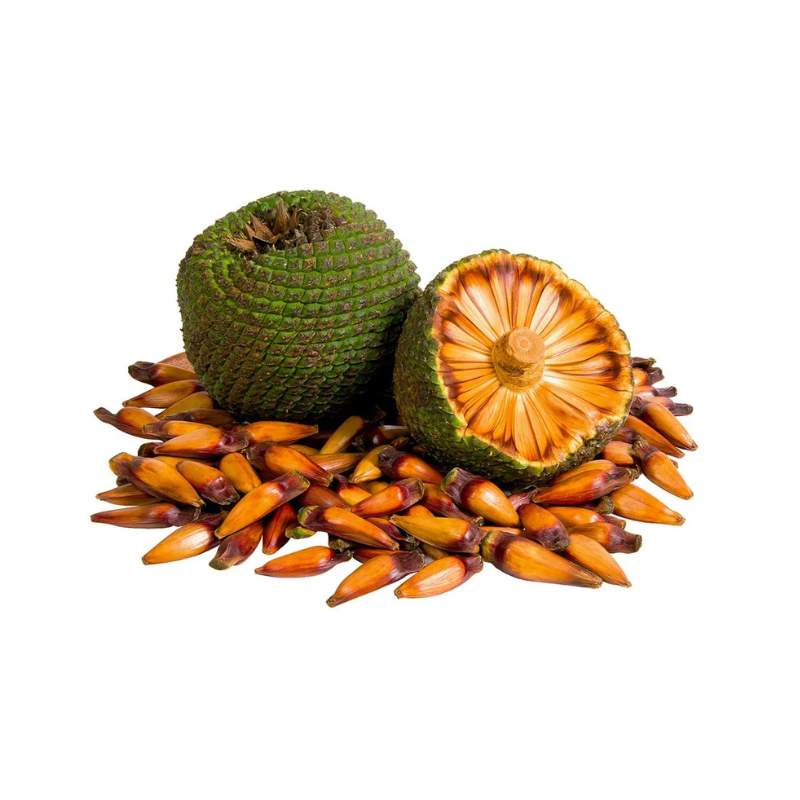 Pinhão
